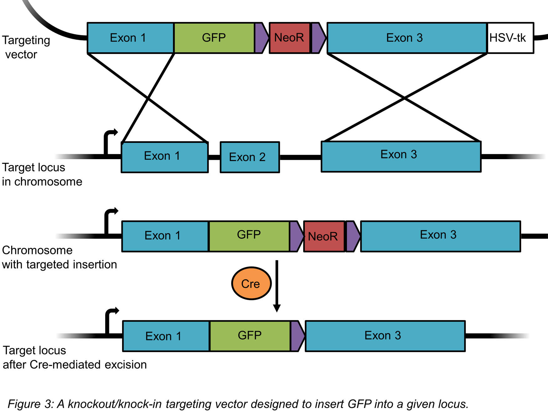 Plasmids 101 Knockout/KnockIn Plasmids